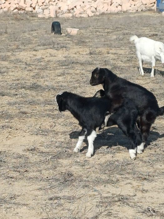 Алпи Нуби егіз теке лақтар
