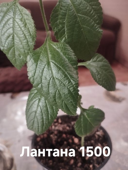 Продам комнатные растения