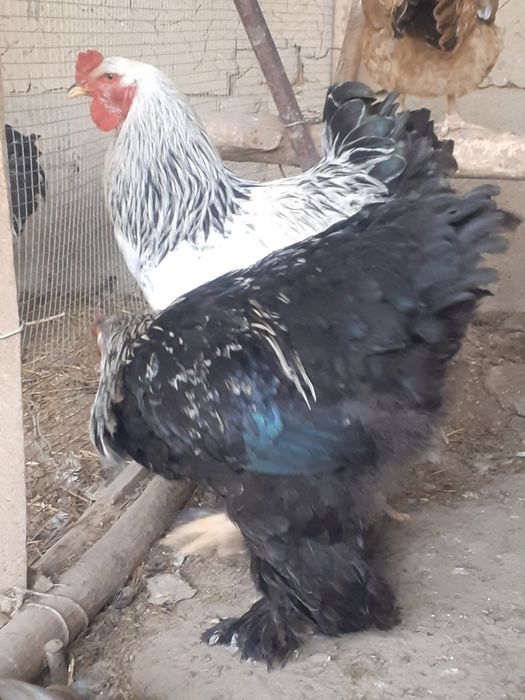 Светли брама хурозлари сотилади.