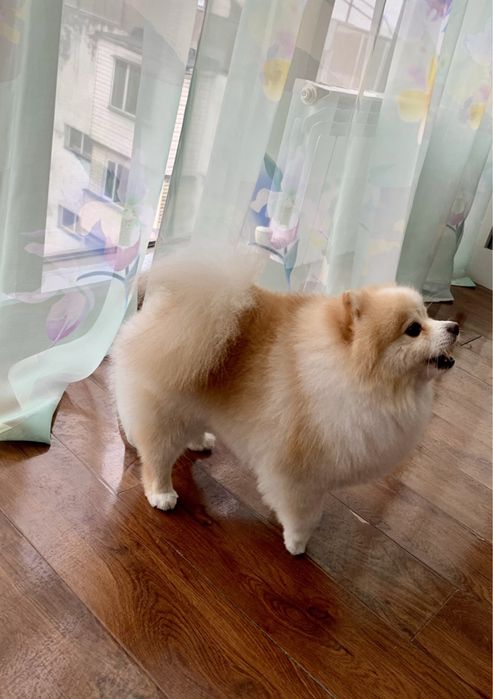 Ищем невесту для красивого мальчика шпица