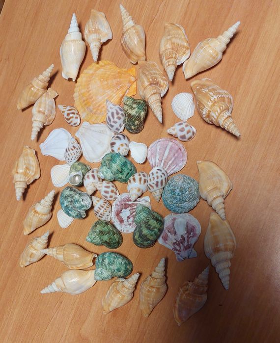 Scoici si melci diferite marimi