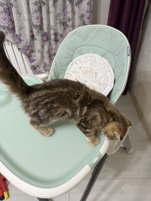 отдам котенка девочка