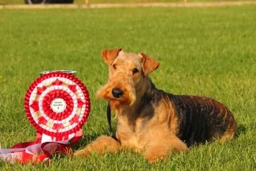 pui airedale terrier din parinti campioni