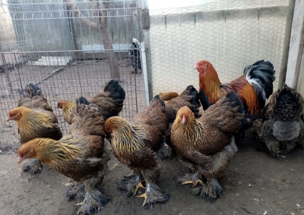 Vând ouă de incubat brahma 2026