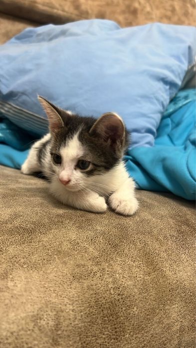 котенок девочка!!!