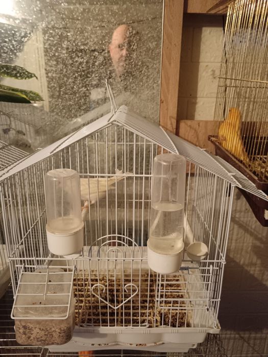 Канарчетата за продан