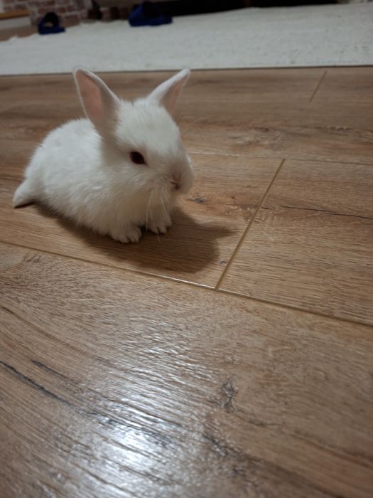 Iepurasi albi cap de leu