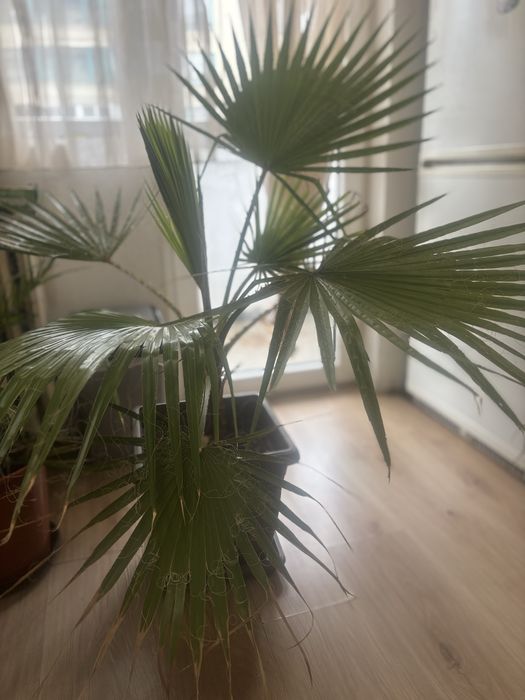 Палма Вашингтония