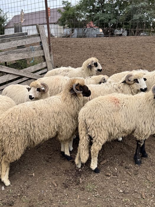 Vand berbectii de prasilă