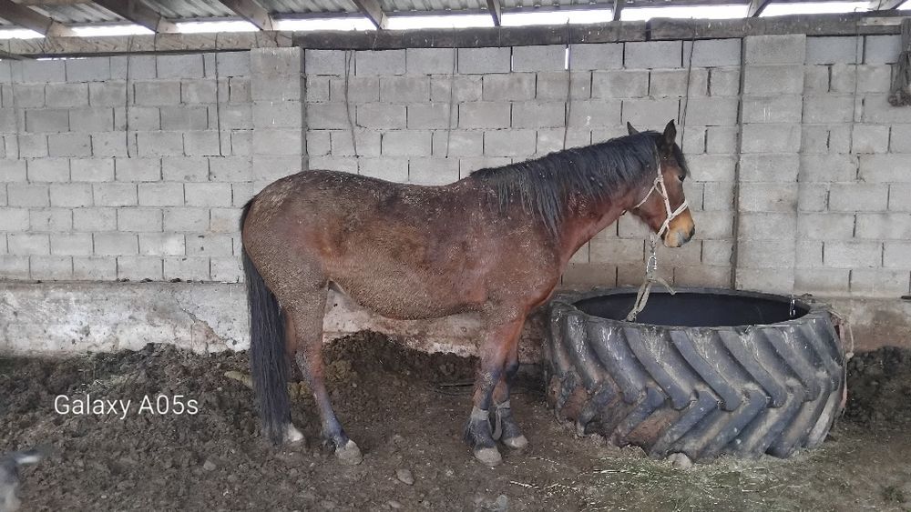 Семиз бие багасын тусемиз