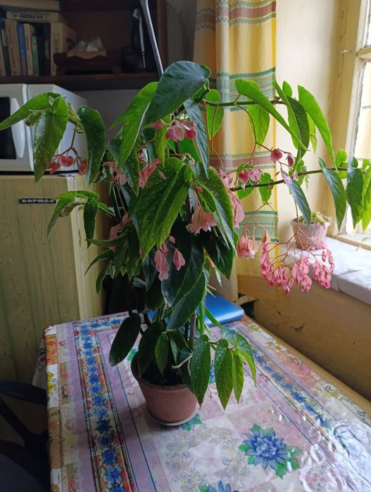 Бегония "крылья ангела"