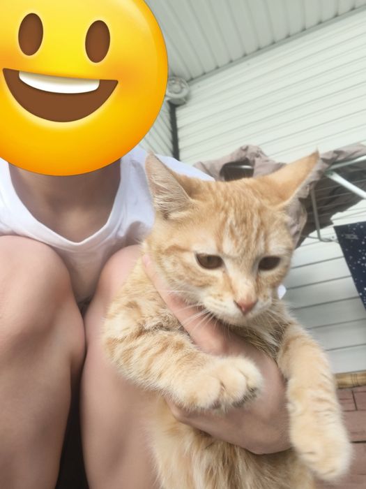 Отдам в добрые руки.