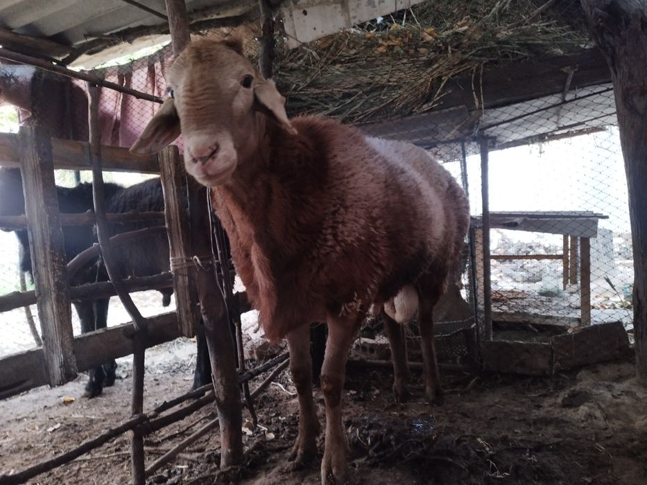 3 ta Qoʻchqor arashan