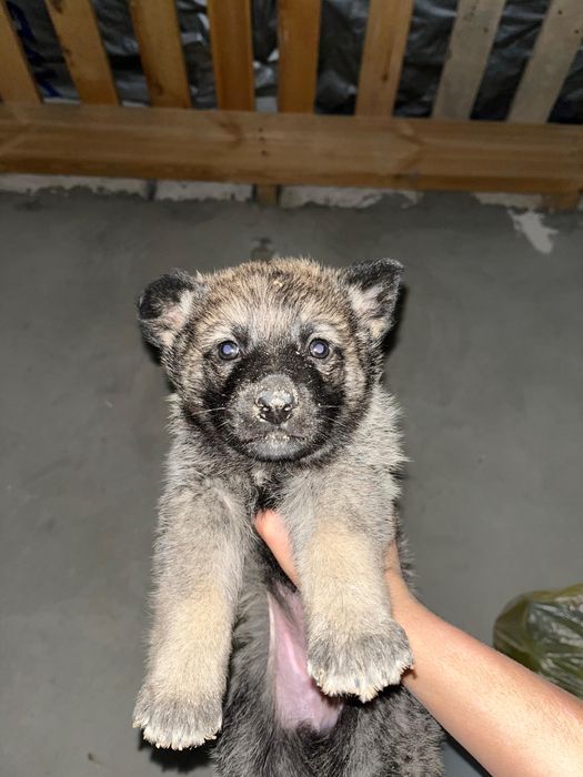 Щенок күшік собака