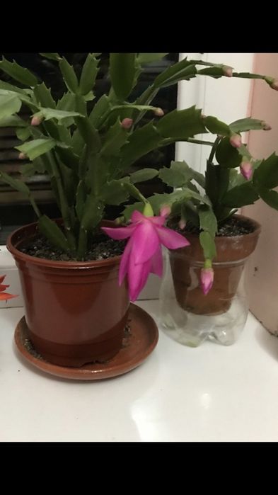 Шлюмбергера