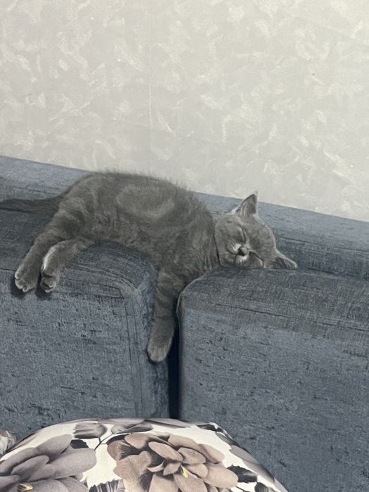 британский котик