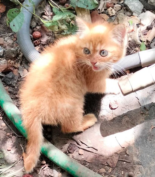 Отдам котенка в добрые руки