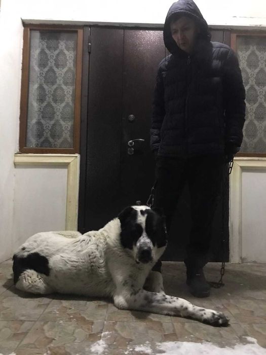 вязка кобель АЛАБАЙ