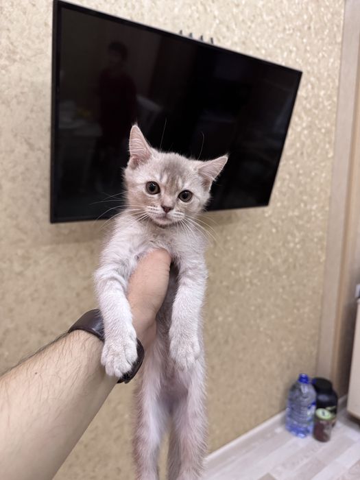Шотландская вислоухая кошечка