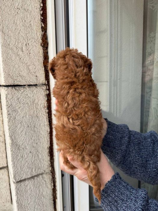 De vanzare pui rasa pura Pudel roscat mascul!