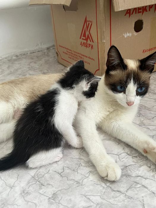 Отдам даром котят-девочек с мамой