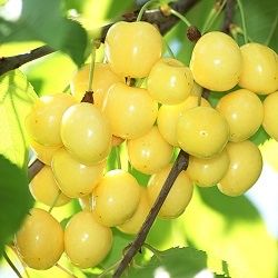 Cireş amar galben imperial ( alb amar )