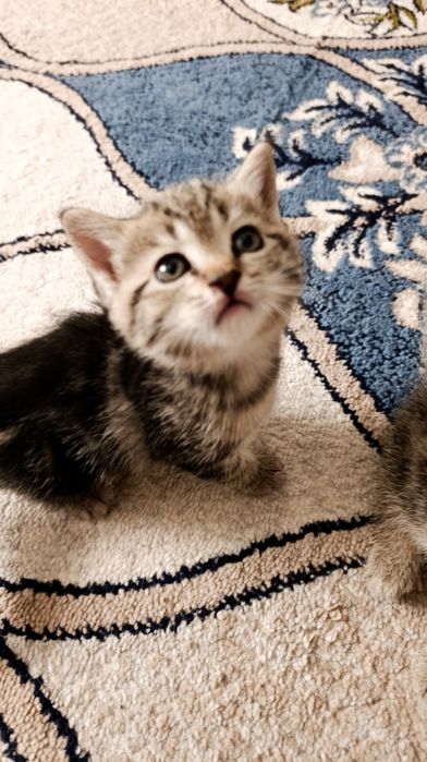 Scottish Straight classic tabby (SOTILADI)