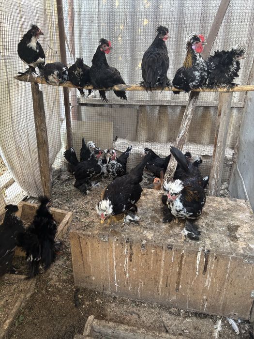 Куры декоративные