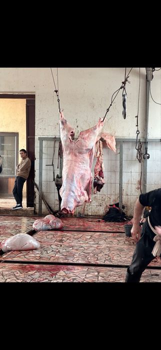 Gosht yonalishda tayor buqalar bor trik vazniga 70000 min somdan