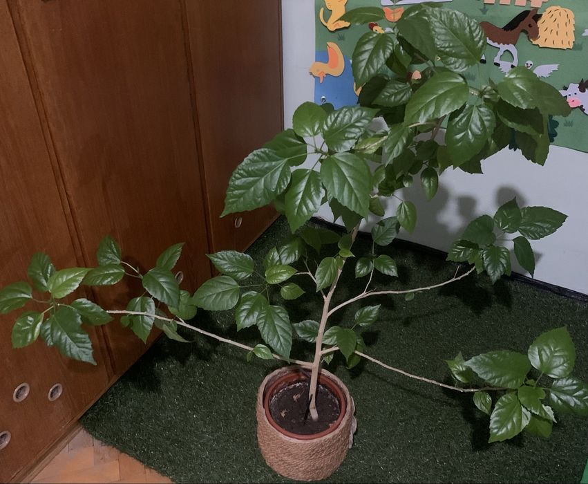 Драцена и китайски рози