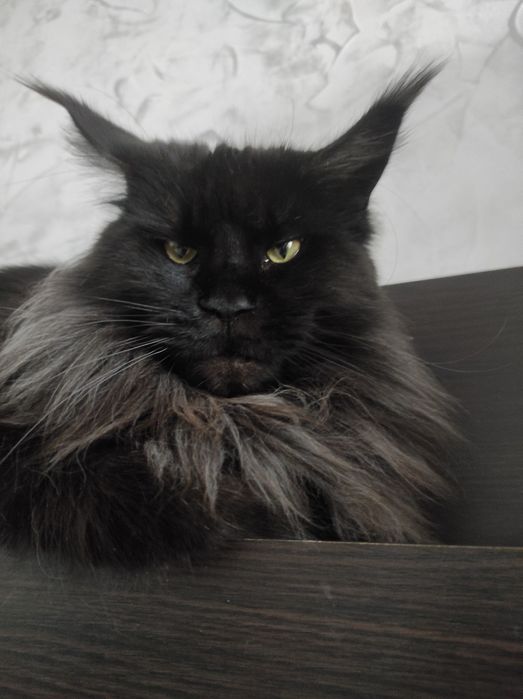 Мейн кун котята.