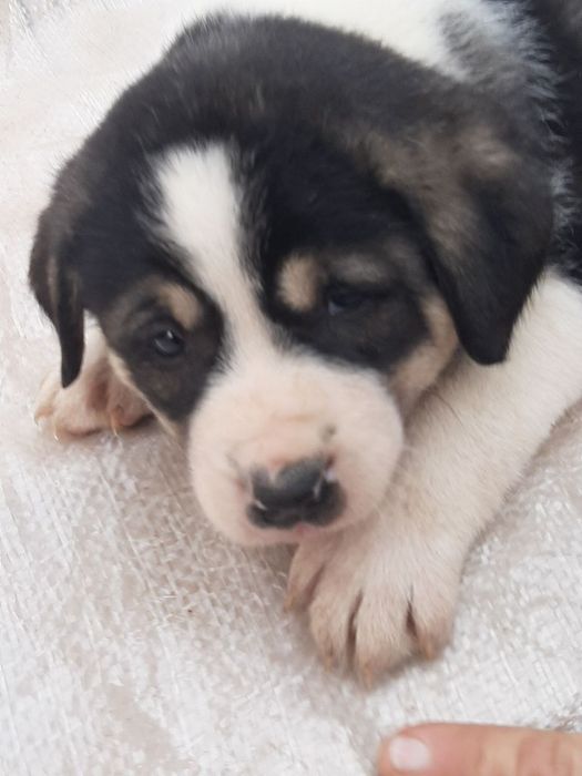 Отдадим собачек в добрые руки