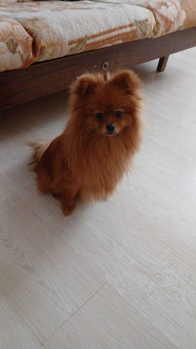 Продам Шпиц девочка