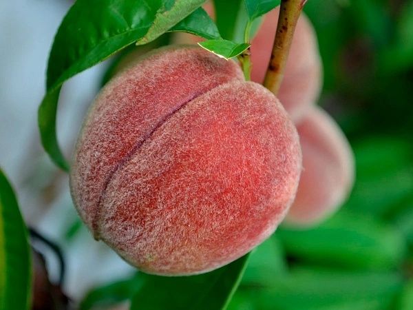 Саженцы плодовых деревьев