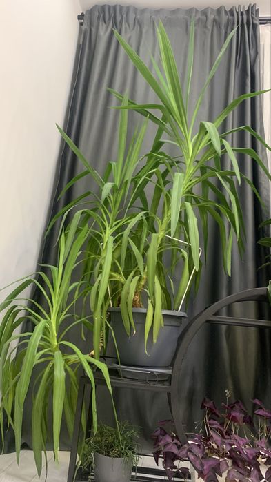 Продам Драцену, очень большую