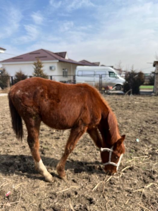 продам чтсто кровного аигыра ,