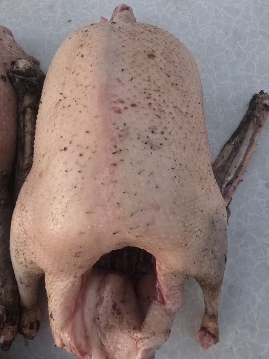 Продам жирных диких гусей