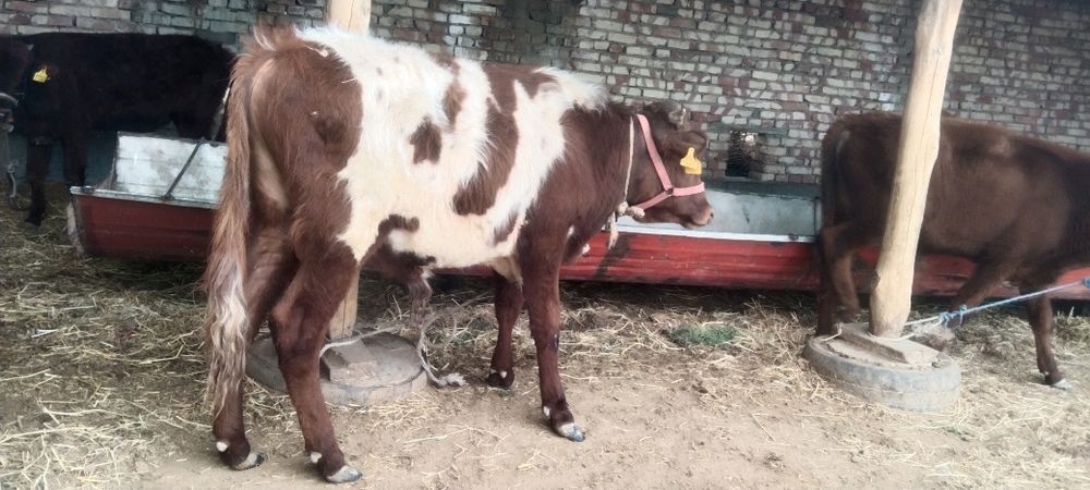 Sifatli yosh Buqqala sotiladi narxi har xil 14500 dan 17500 Milyongach