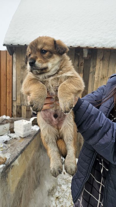 Отдам щенка в добрые руки