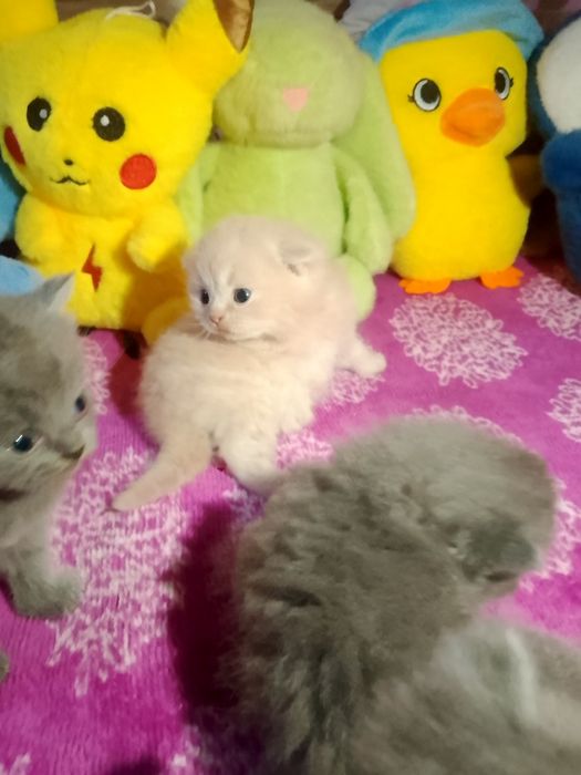 Preiuim mushukchalar sotiladi

Scottish Fold — oppoq yoqi