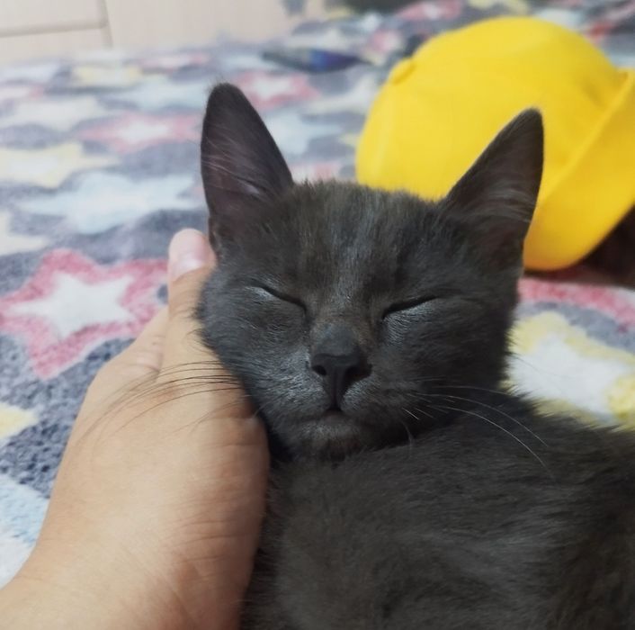 Котенок, 3 месяца, мальчик