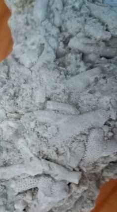 Фосили колония бриозои