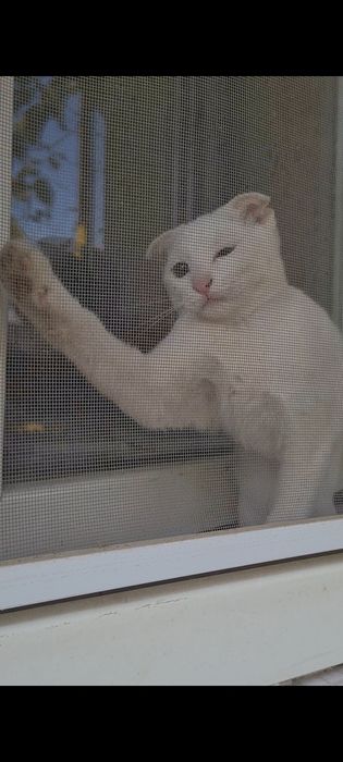 Белый вислоухий котёнок девочка