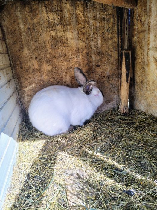Uriaș German, Uriaș de Transilvania, Hycole francez și Rex pitic