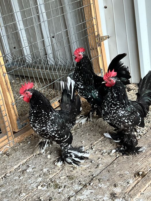 Cocosi din rasa Mii de flori de vanzare - negru bobat si portelan