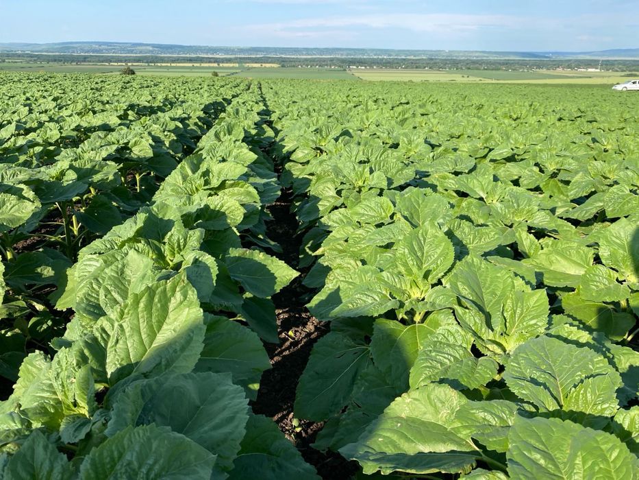 Samanta Floarea Soarelui certificata 2026