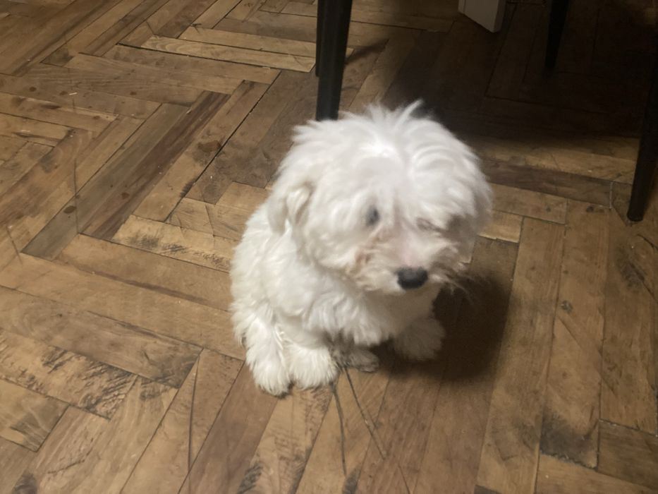 Pui de bichoni dragalasi.