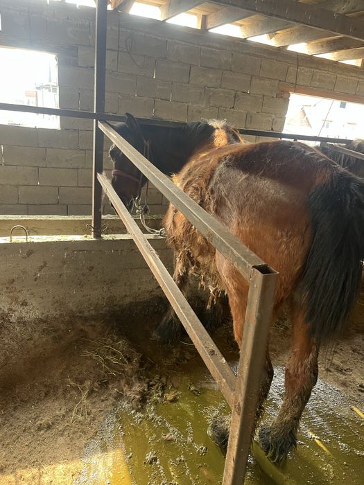 Буаз жас бие сатылады