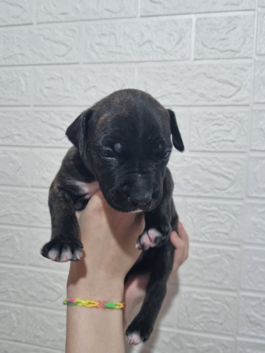 Продам  щенка стаффа