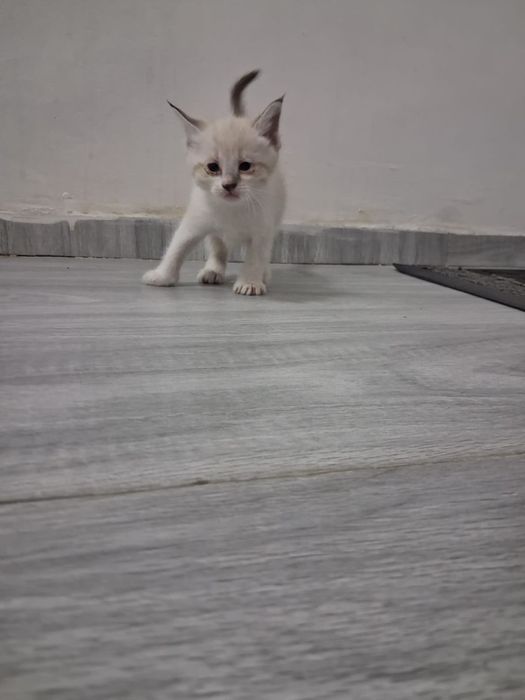 Маленькие красивые котята